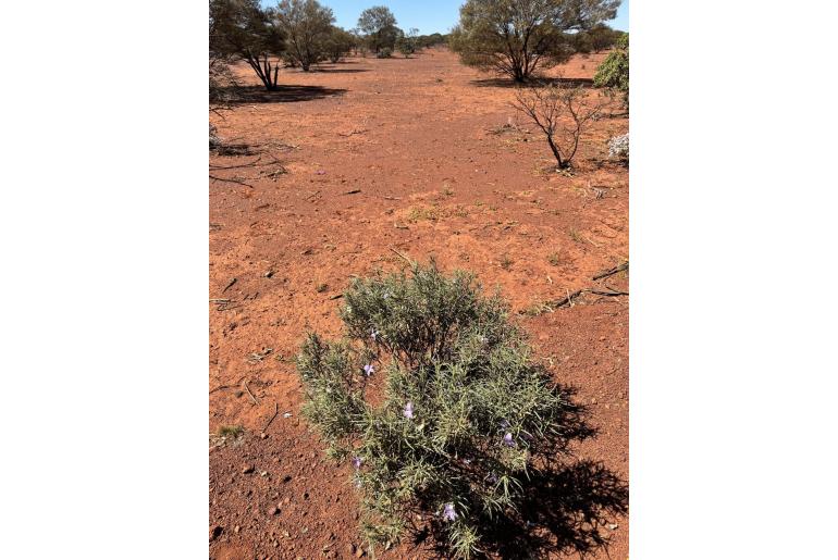 Eremophila spectabilis 16729