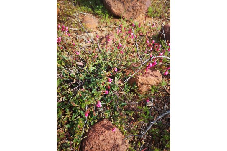 Hermannia glabrata 16730