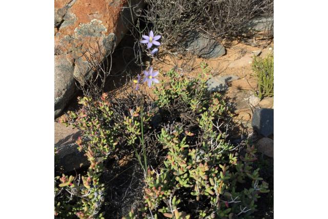 Haarvormige avondbloem Haarvormige avondbloem