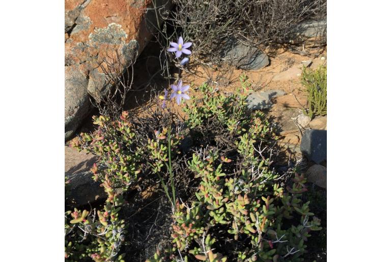 Ixia capillaris 16732