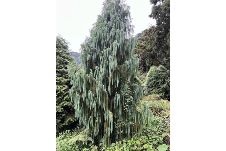 Cupressus cashmeriana -16739