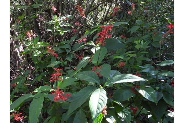 Buisvormige thyrsacanthus