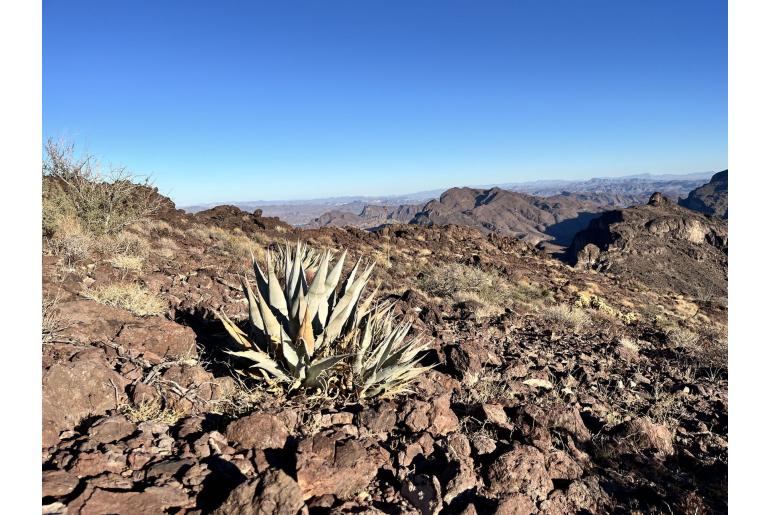 Agave simplex -16747