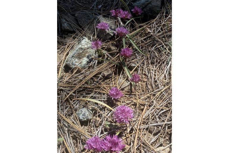 Allium obtusum var conspicuum -16752