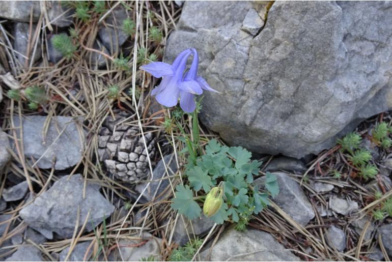 Aquilegia viscosa -16755
