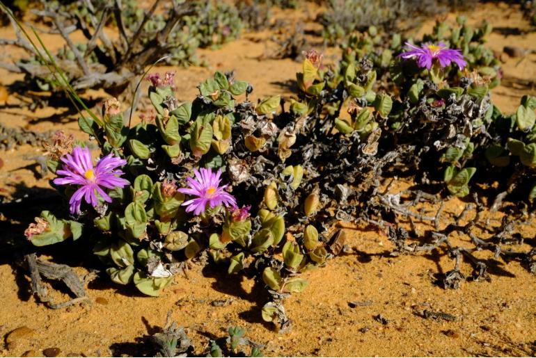Braunsia stayneri&nbsp;16756
