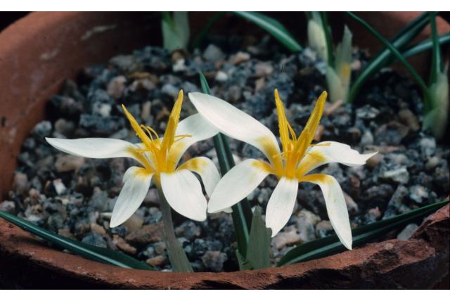 Witte krokus