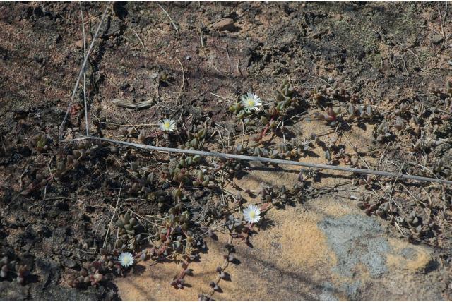 Onderbladstelen ijsbloem Onderbladstelen ijsbloem