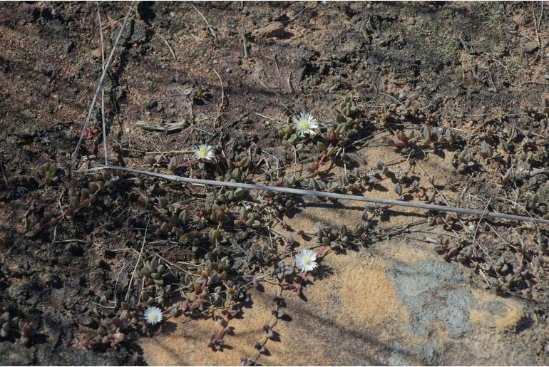 Delosperma subpetiolatum&nbsp;16787