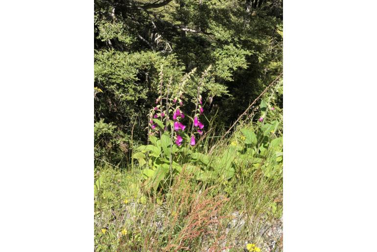 Digitalis purpurea 16790