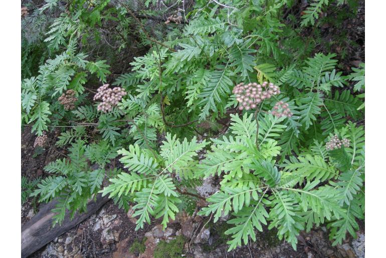 Gonospermum gomerae&nbsp;16803