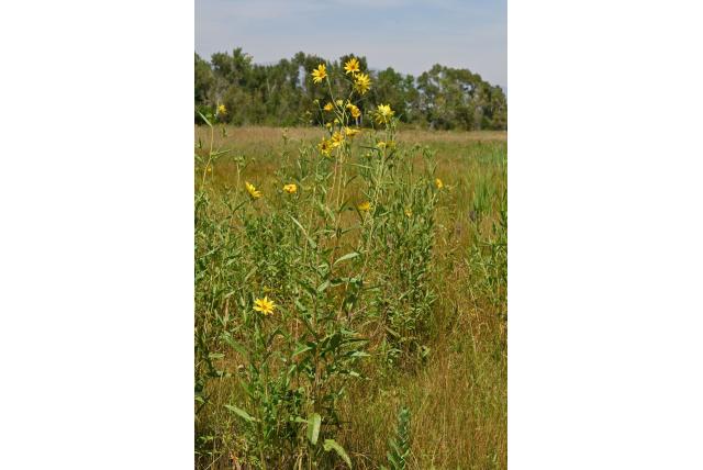 Nuttall's zonnebloem