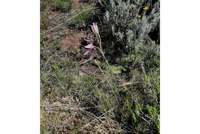 Hesperantha woodii&nbsp;16807