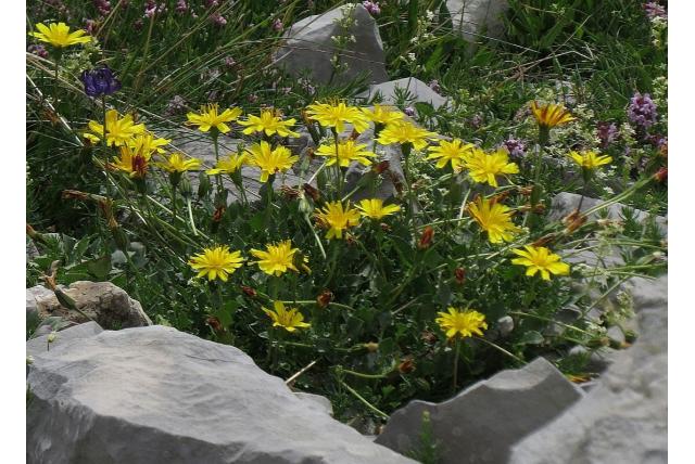Robert's Hypochaeris