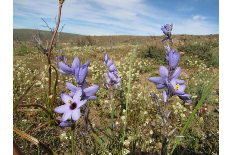 Ixia pavonia 16810