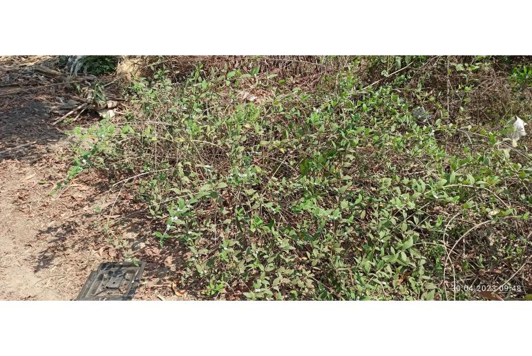 Lippia alba -16814