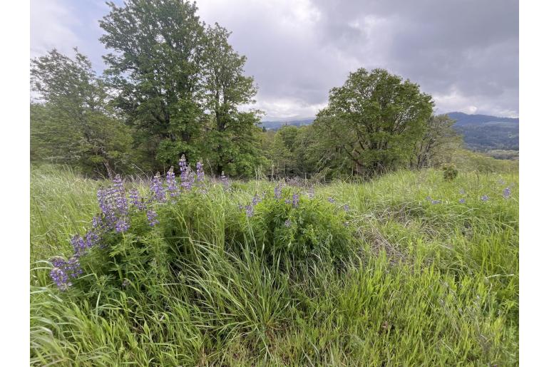 Lupinus rivularis 16816