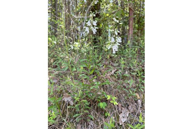 Arkansas penstemon