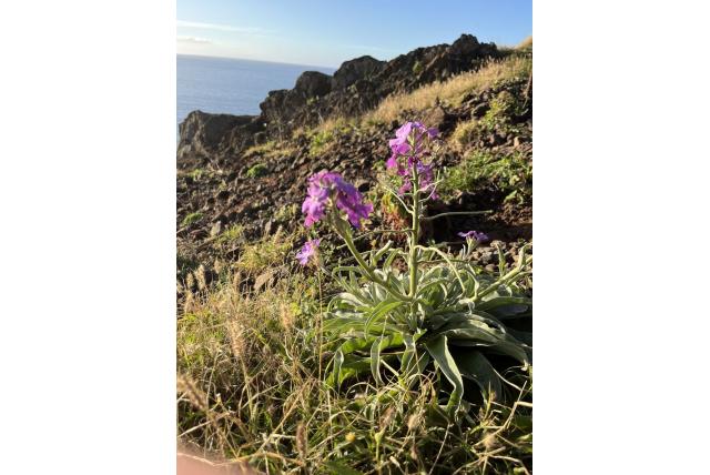 Madeira matthiola