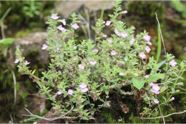 Dubbelgebloemde micromeria