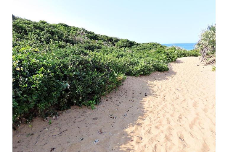 Gymnosporia arenicola&nbsp;16823