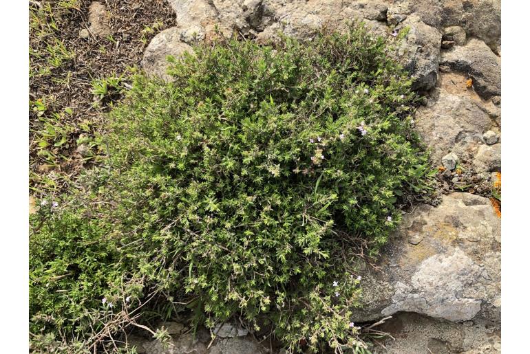 Micromeria ericifolia -16825