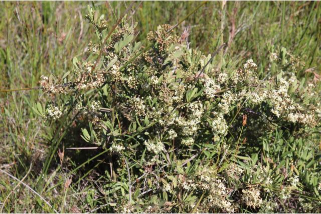 Elliptisch blad gymnosporia