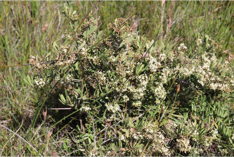 Gymnosporia elliptica&nbsp;16830