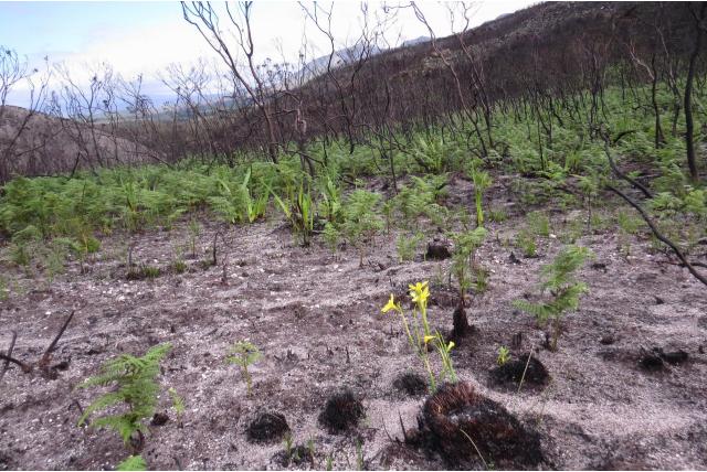 Brand Moraea