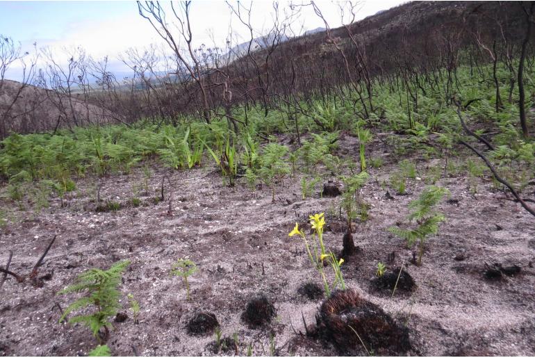 Moraea pyrophila -16833