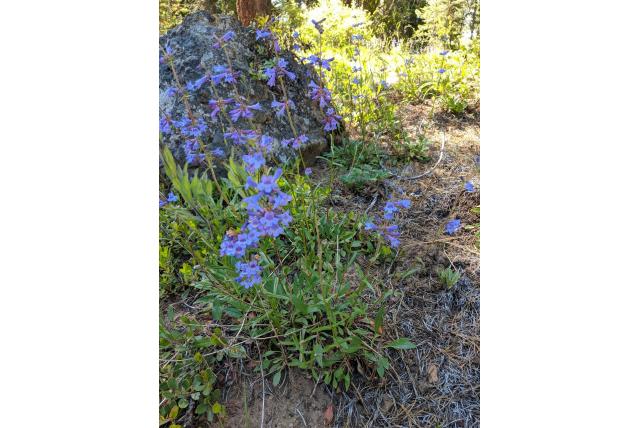 Slappe penstemon