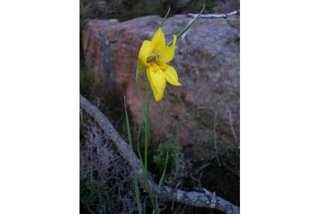 Compton's gladiolus Compton's gladiolus