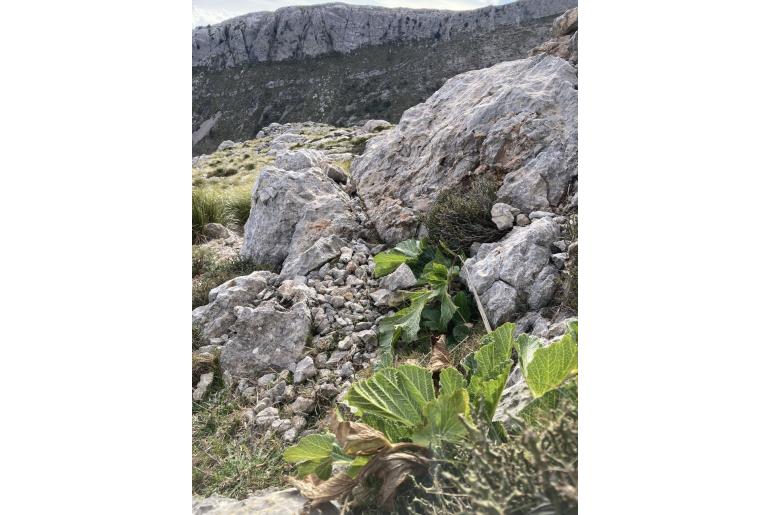 Pastinaca lucida -16843