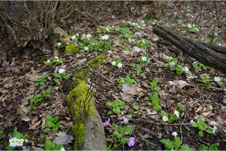 Primula vulgaris ssp rubra -16852