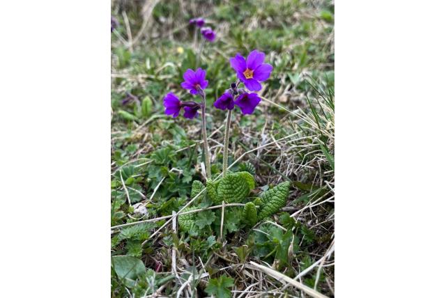Meyer's sleutelbloem