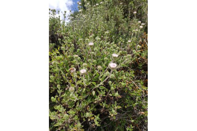 Veelbloemige pterocephalus