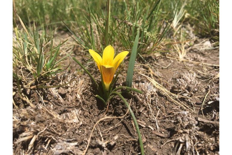 Romulea macowanii 16859