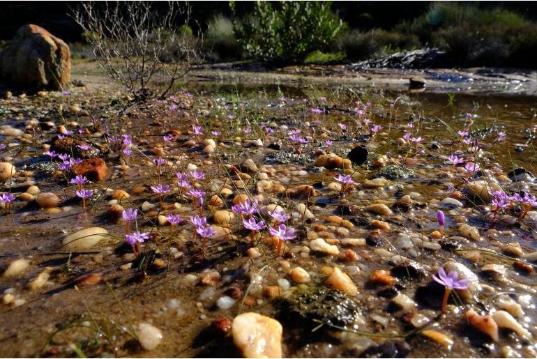 Romulea stellata 16860