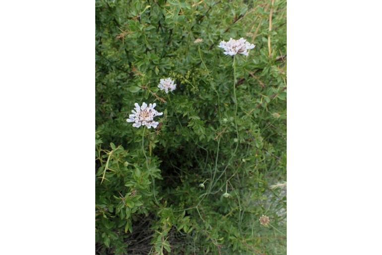 Scabiosa turolensis -16871