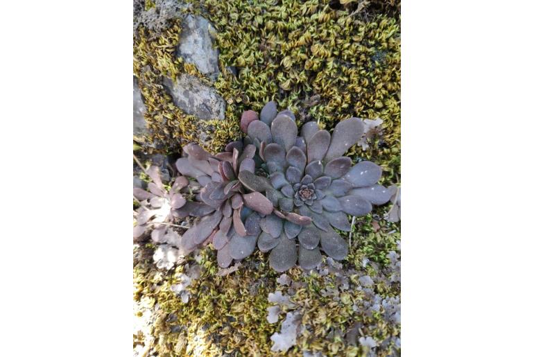 Sedum cyprium -16878
