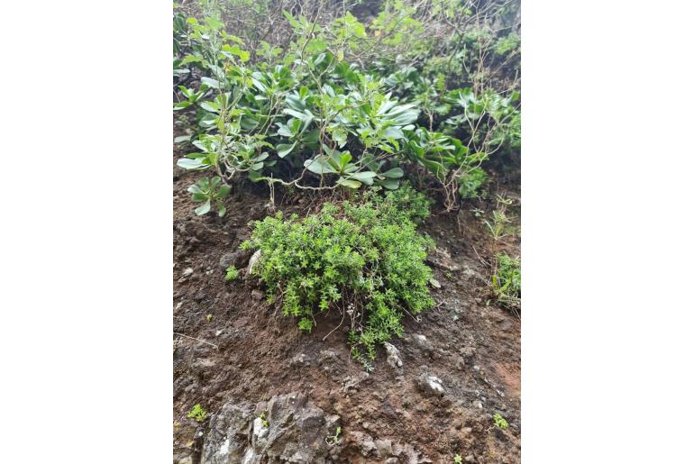 Sedum nudum -16880