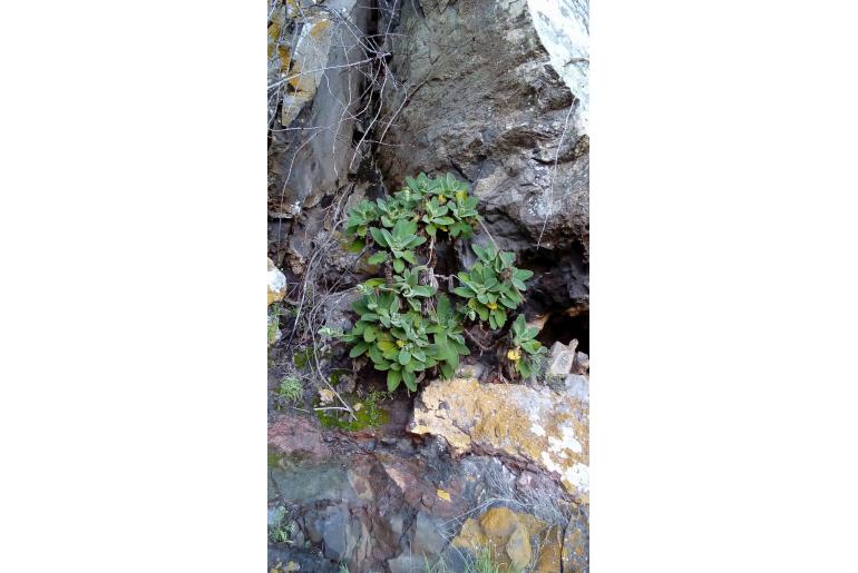 Sideritis nutans -16886