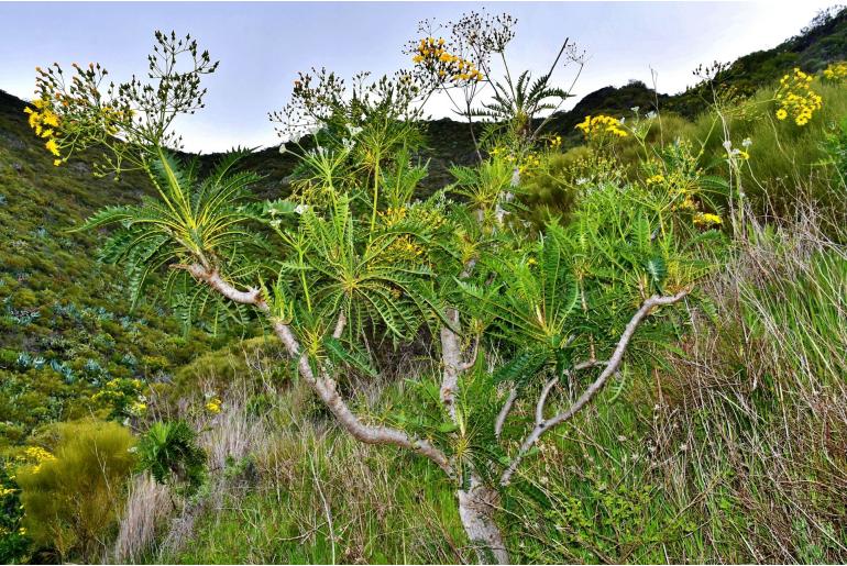 Sonchus canariensis ssp orotavensis -16891
