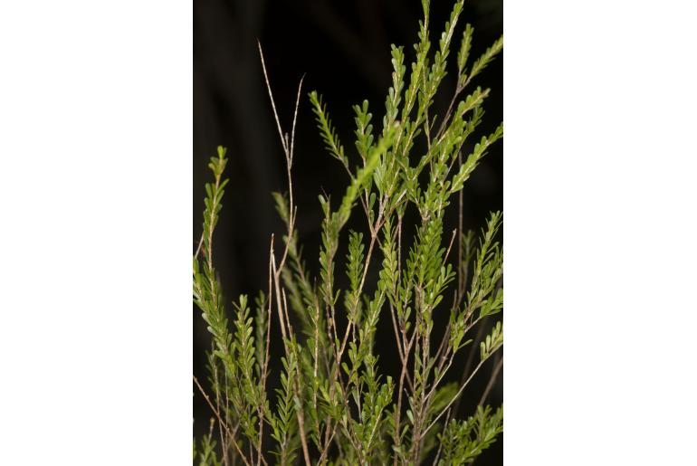 Triplarina imbricata -16906