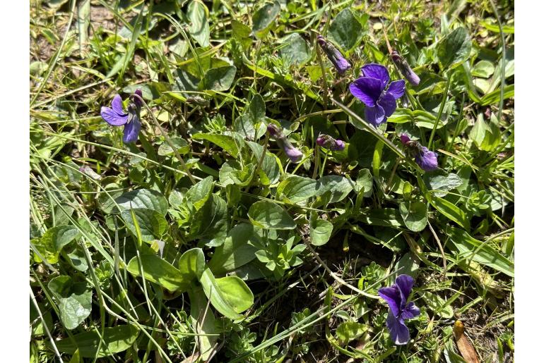 Viola adunca -16910