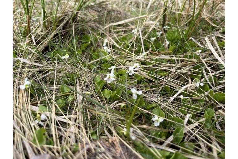 Viola macloskeyi -16912