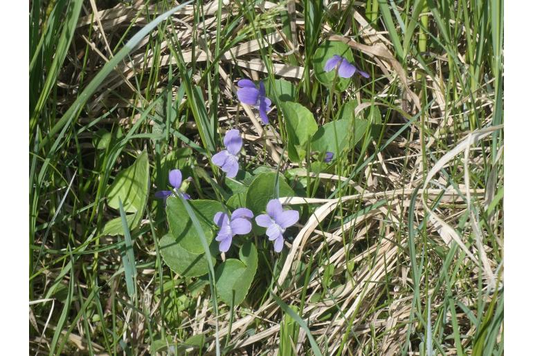 Viola nephrophylla -16913