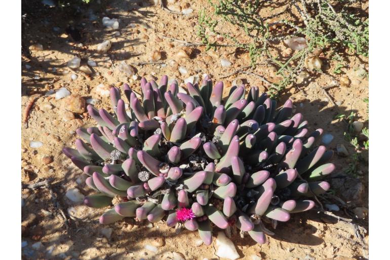 Argyroderma fissum -16916