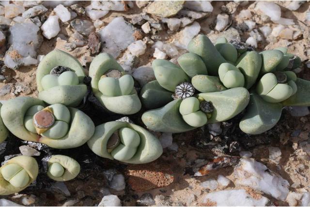 Argyroderma met open mond