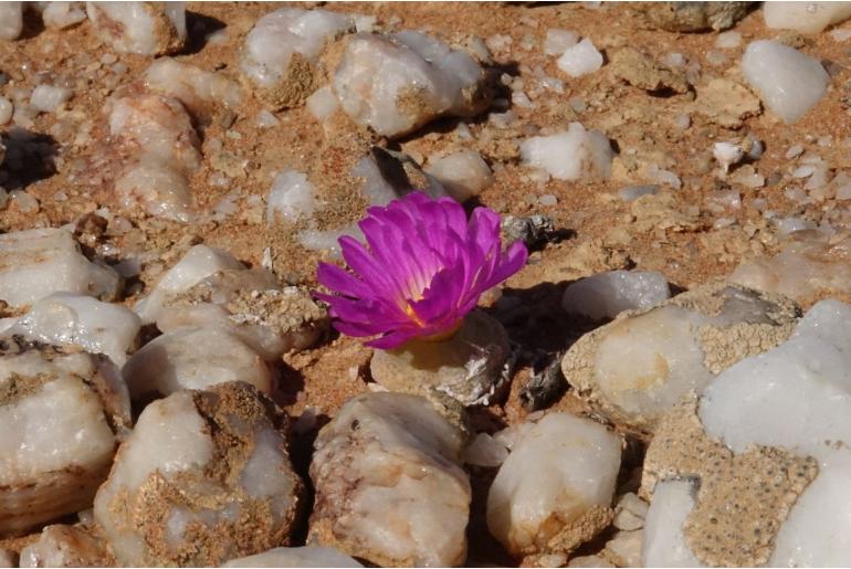Conophytum subfenestratum -16919